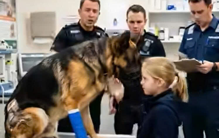 Een getraumatiseerde politiehond werd agressief op de spoedeisende hulp, maar een kind kalmeerde hem binnen enkele seconden. Daarbij werd een verborgen kogel gevonden en een onopgeloste zaak ontdekt die zijn partner rechtstreeks naar een dodelijke ondergrondse gevangenis zou leiden, waar ontsnappen onmogelijk was.
